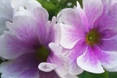 四季櫻草盆栽養(yǎng)殖方法，平時(shí)注意保持盆土濕潤(rùn)