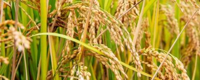 10香優(yōu)龍絲苗水稻品種的特性，全生育期晚稻115.3天