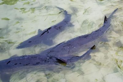 室內(nèi)水產(chǎn)養(yǎng)殖項目，好養(yǎng)又賺錢