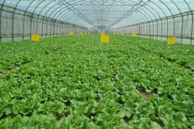 種植哪些蔬菜可以致富，青蒜、油麥菜、小白菜等品種均為適宜選擇