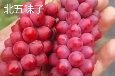 吉林省延吉市的特產(chǎn)，長白山人參是知名特產(chǎn)