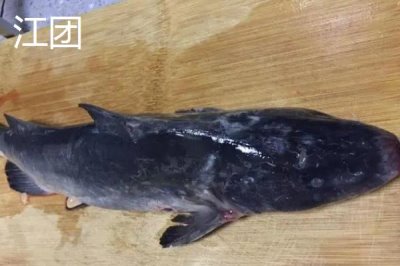江團(tuán)魚(yú)的價(jià)格，一斤需要12-20元左右