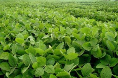 首豆39大豆品種的特性，遼寧省春播生育期125天左右