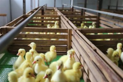 鵝吃草不喂飼料行不行，只能維持平時(shí)的生命活動(dòng)