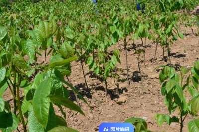 山核桃的栽培技術(shù)，定植有播種、人工培育苗木等方式
