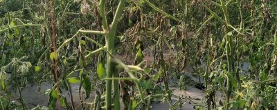 棚菜病蟲害不用藥劑的防治方法，要及時(shí)拔除棚內(nèi)病株或摘除病葉