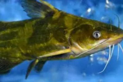 養(yǎng)殖黃顙魚的利潤，一畝池塘大約可獲利1萬元左右