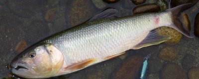 垂釣馬口魚怎么搭配線組，垂釣方法決定搭配方式