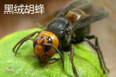 毒蜂的種類，常見以下10種