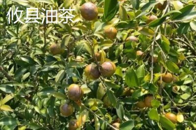 油茶苗的價格，樹苗高度、購買數(shù)量、產(chǎn)地等決定價格