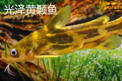 黃顙魚的價格，零售價多為12-20元左右