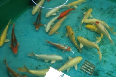 觀賞魚用什么水養(yǎng)，一般用除了氯的自來水養(yǎng)