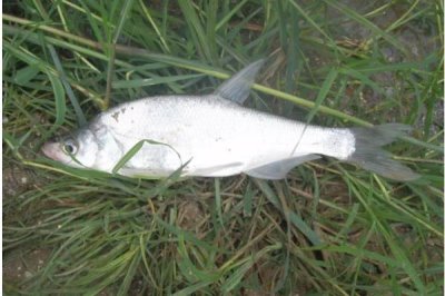 翹嘴紅鲌?jiān)趺答B(yǎng)殖，魚苗放養(yǎng)要趁早