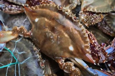 梭子蟹一年有幾次漁期，每年春季、秋季各有一次漁期