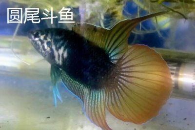 圓尾斗魚(yú)的產(chǎn)地，主要分布在日本、韓國(guó)、俄國(guó)等地