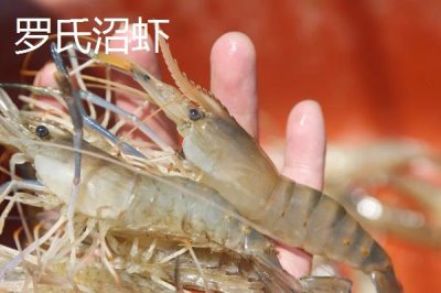 淡水蝦的種類，日本沼蝦、羅氏沼蝦等為主要養(yǎng)殖品種