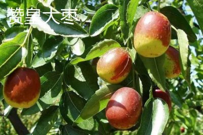 河北石家莊有哪些特色水果，著名特產(chǎn)包括雪花梨
