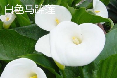 家里不能養(yǎng)馬蹄蓮的原因，會污染環(huán)境且容易產(chǎn)生病害