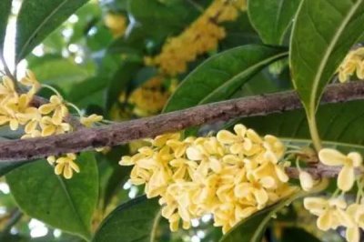 九月份有哪些花卉開放，木芙蓉、美人蕉、鳳尾蘭等品種在此時開放