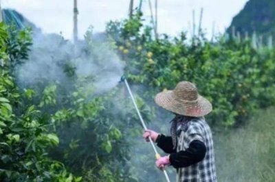 苯醚甲環(huán)唑的防治對象，可有效防治紋枯病、葉枯病、黑星病等