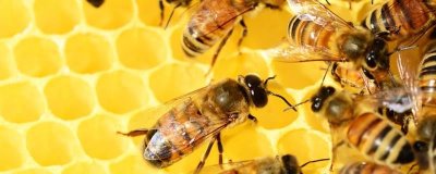 天然荊條蜜的價格，一斤通常超過40元