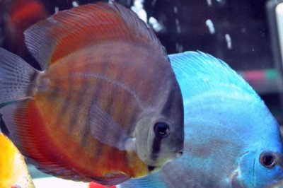 七彩神仙魚適合喂什么飼料，可飼喂冷凍紅蟲、線蟲、豐年蝦等食物
