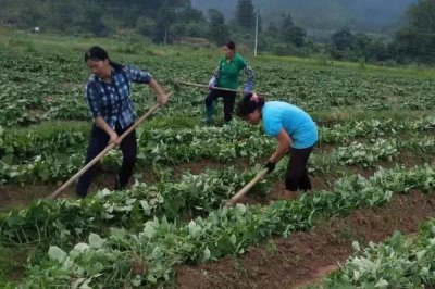 甘薯上鉀肥技術(shù)，移栽前和封壟前均可施鉀肥