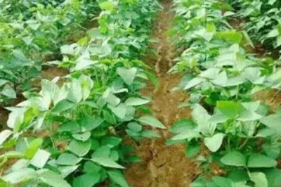 黑豆的生長要求，對土壤要求不高但需要較多水分