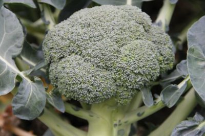 秋天種植的蔬菜有哪些，包括菠菜、香菜、白菜、蘿卜等品種