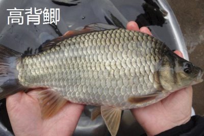 鯽魚品種有哪些，包括高背鯽、彭澤鯽等種類