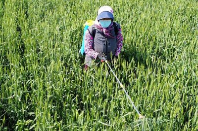 莖葉處理除草劑怎么使用，主要在雜草3-5葉期兌水噴霧