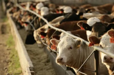 牛吃什么飼料可以快速拉骨架，玉米、豆粕、麥麩皆為適宜選擇