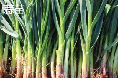 大蔥和蒜苗的區(qū)別，葉片、韌性和味道均不同
