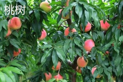 杏樹(shù)和桃樹(shù)的區(qū)別，葉片、樹(shù)體和花朵均不同
