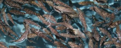 石斑魚的養(yǎng)殖技術，餌料以新鮮的小雜魚和小蝦米為主