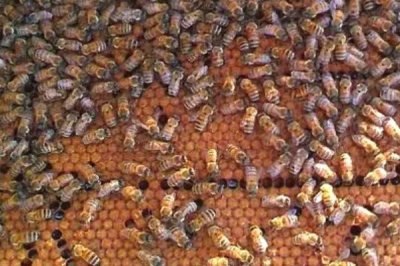 養(yǎng)殖蜜蜂的好處，具有投資小、效益高、管理簡單等優(yōu)點(diǎn)