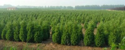 蜀檜的價格，具體售價取決于株高
