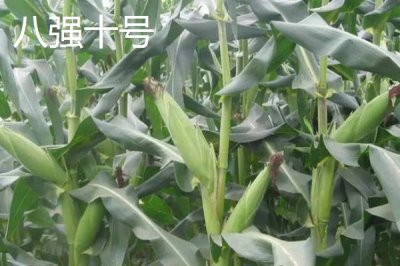 2021年國審新玉米介紹，美聯(lián)5931從眾多品種中脫穎而出