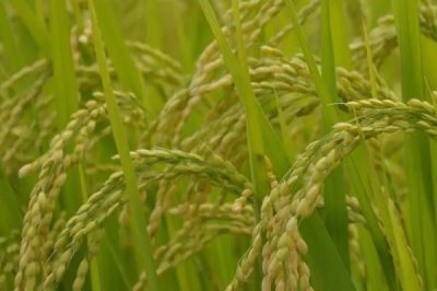 望兩優(yōu)909水稻種子特征特性，4月中下旬播種
