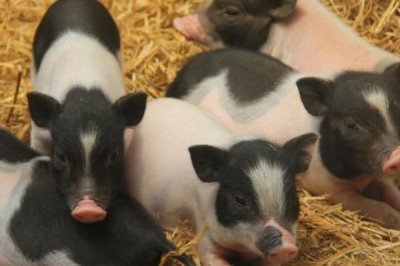 香豬的食物，可飼喂野草、稻谷等青綠飼料