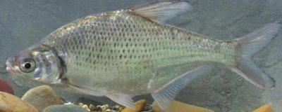 三角魴魚苗的價(jià)格,價(jià)格受產(chǎn)地等影響