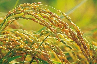 深兩優(yōu)811水稻種子簡介，保證每畝基本苗8萬苗以上