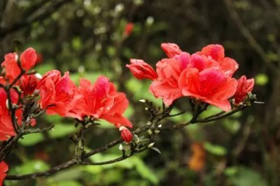 杜鵑花的花語(yǔ)，寓意繁榮昌盛、真誠(chéng)的愛(ài)等