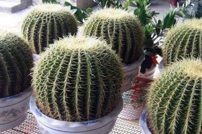 仙人球的養(yǎng)殖方法，切取后的插穗晾上5-7天再扦插