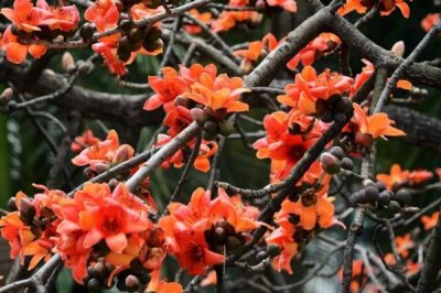 木棉的產(chǎn)地，亞熱帶地區(qū)較多