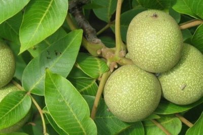 2017年種什么比較賺錢(qián)，種植山藥利潤(rùn)可觀(guān)