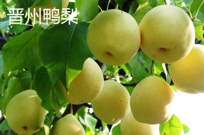 河北石家莊有哪些特色水果，著名特產(chǎn)包括雪花梨
