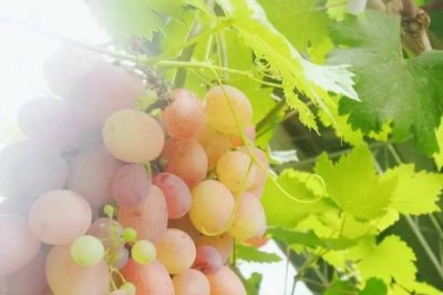 家里種葡萄寓意好嗎，寓意多福、多滿