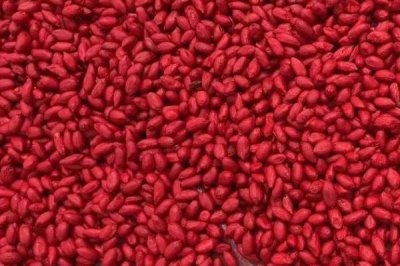 玉米拌種的作用，可有效防爛種、病蟲害及倒伏