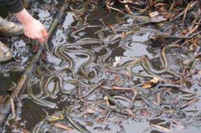 鱔魚(yú)的養(yǎng)殖技術(shù)，放養(yǎng)魚(yú)苗前要對(duì)池塘進(jìn)行消毒工作